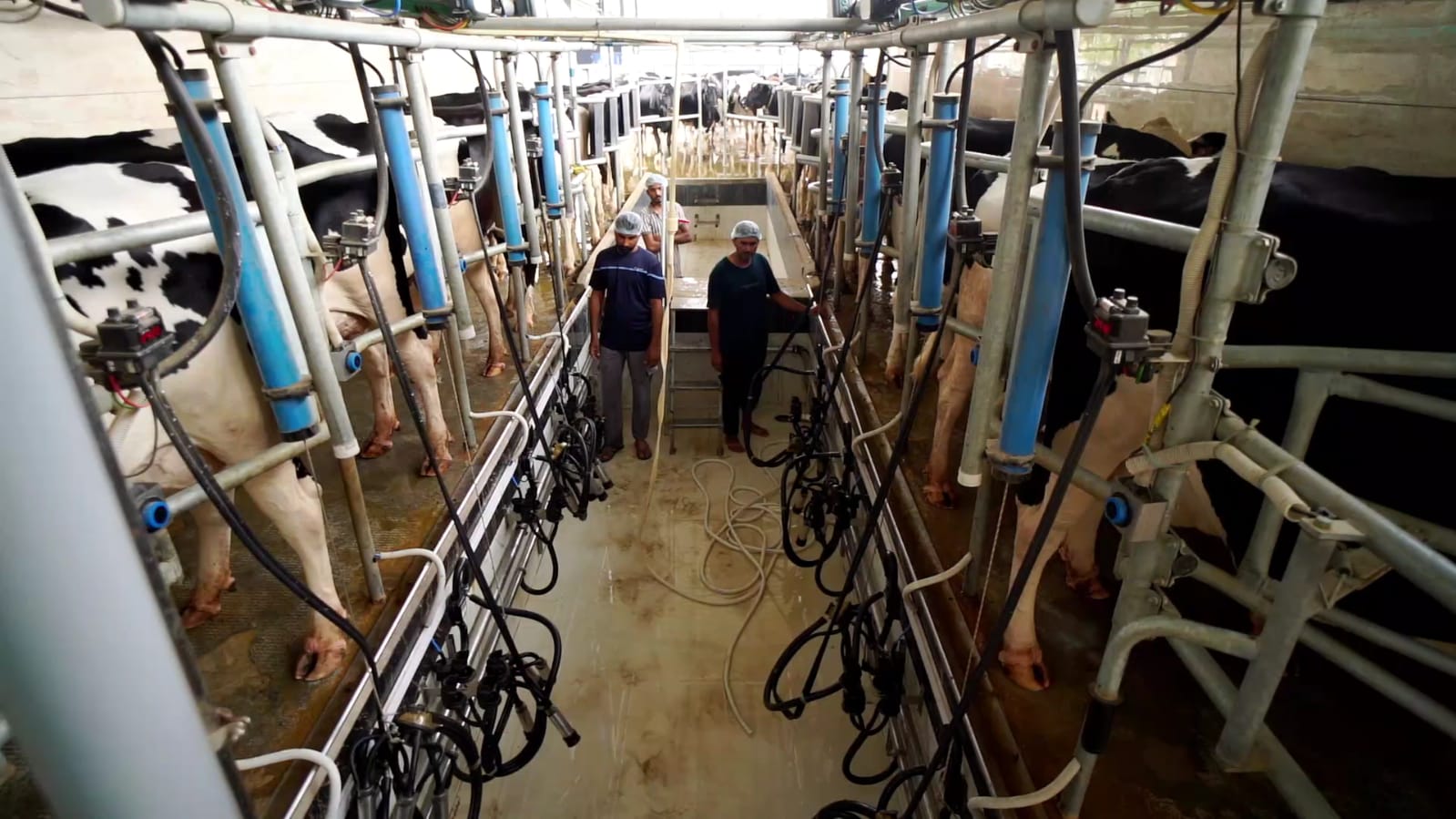 Milking parlor at Tantia Cowfarm